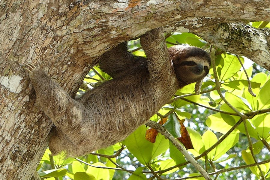 Sloth hanging from tree