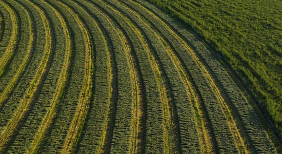 Standlee alfalfa field